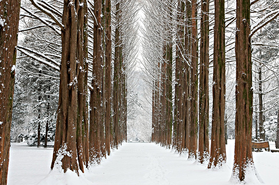 Nami Island + Petite France Shuttle Bus Tour Package – HaB 