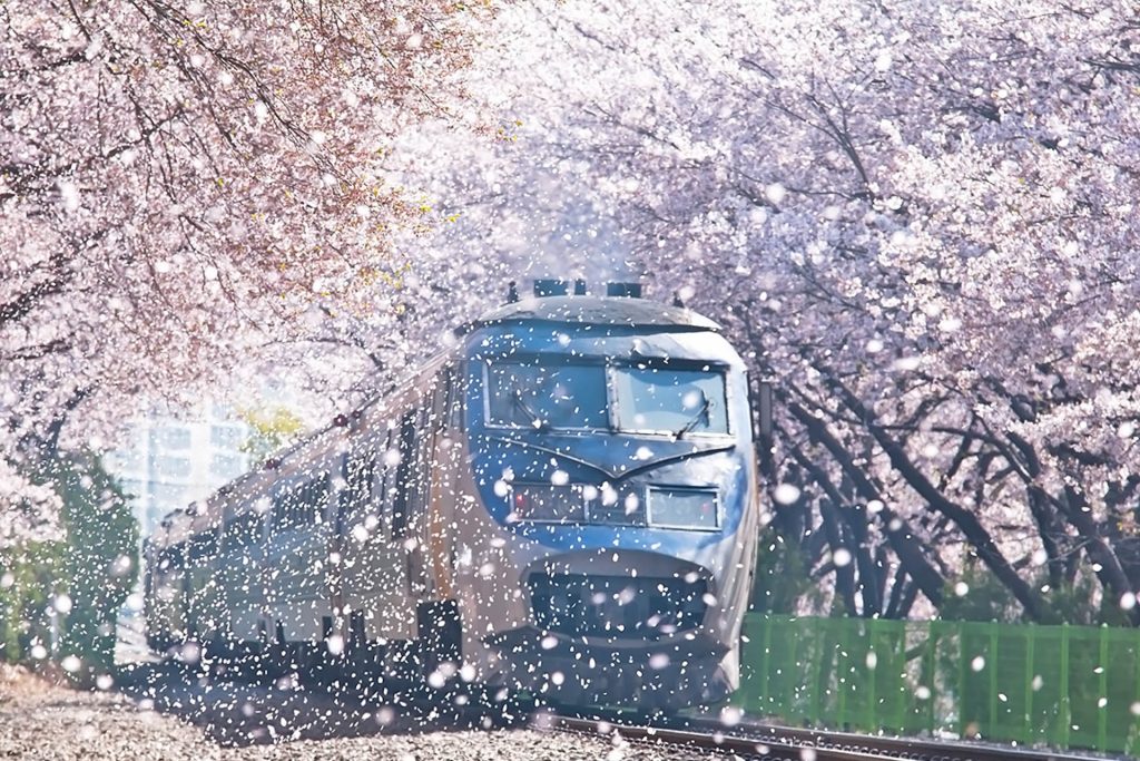 Jinhae Cherry Blossom Festival