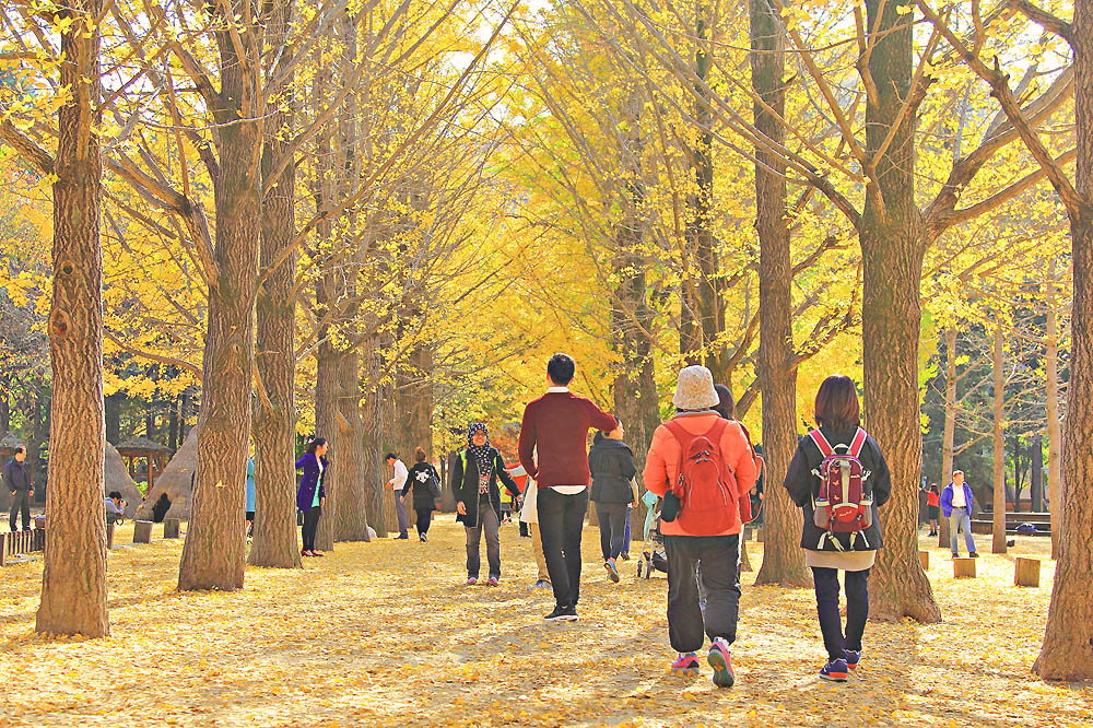 Nami Island in Autumn