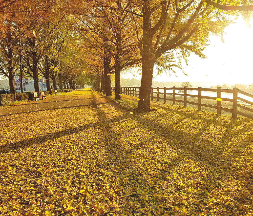 The Asan Gingko Tree Road