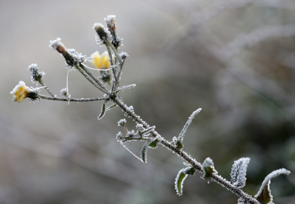 Sunday’s minus 11 degrees in Seoul… It’s coldest this fall