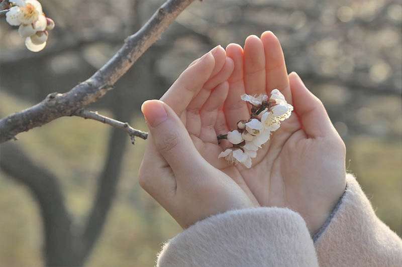 2018 Jeju Hueree Apricot Flower Festival