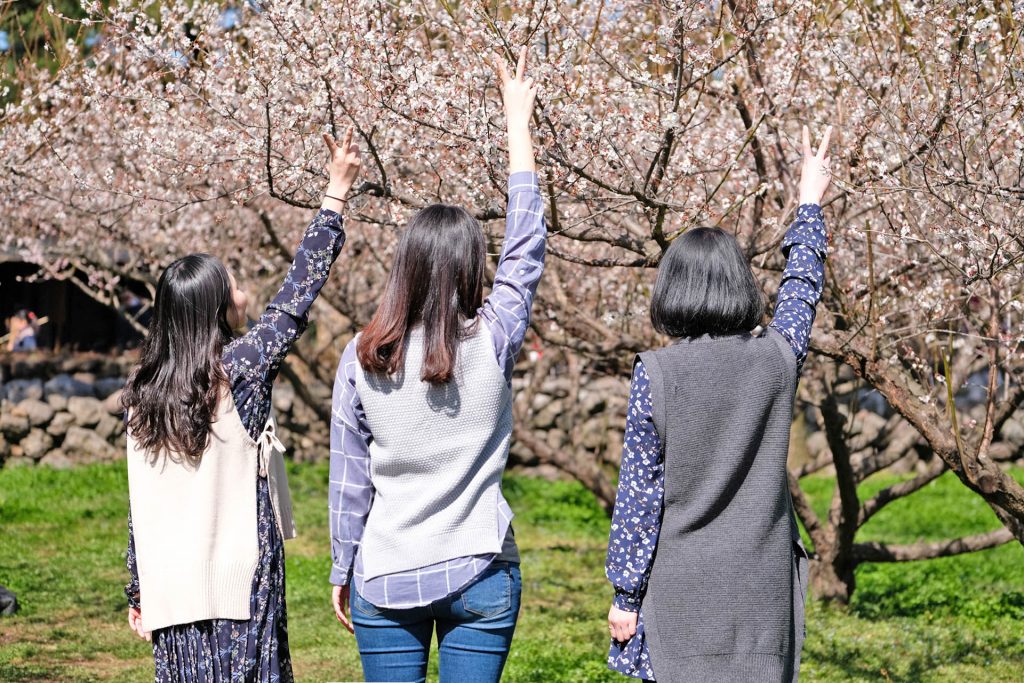 2018 Jeju Hueree Apricot Flower Festival