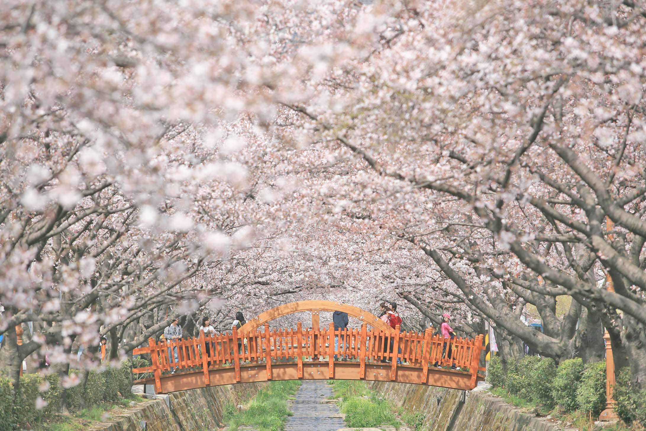 Jinhae Cherry Blossom