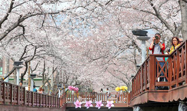 Jinhae Cherry Blossom