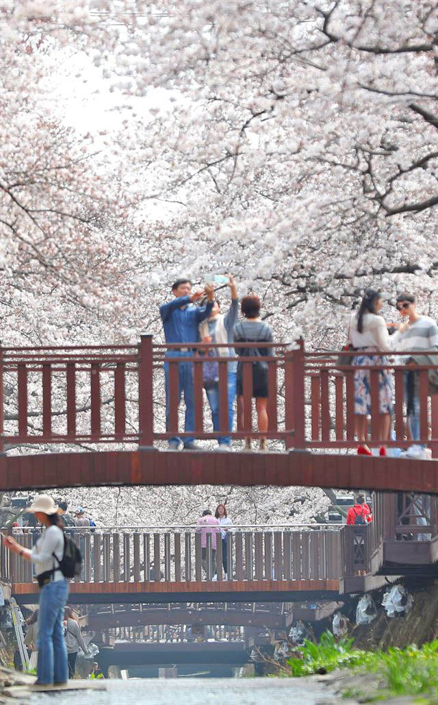 Jinhae Cherry Blossom