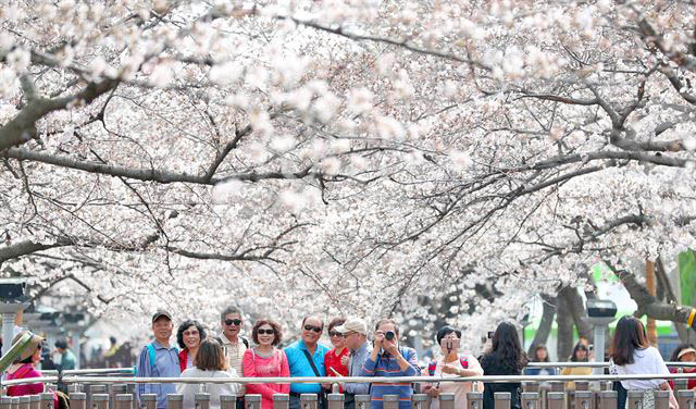 Jinhae Cherry Blossom