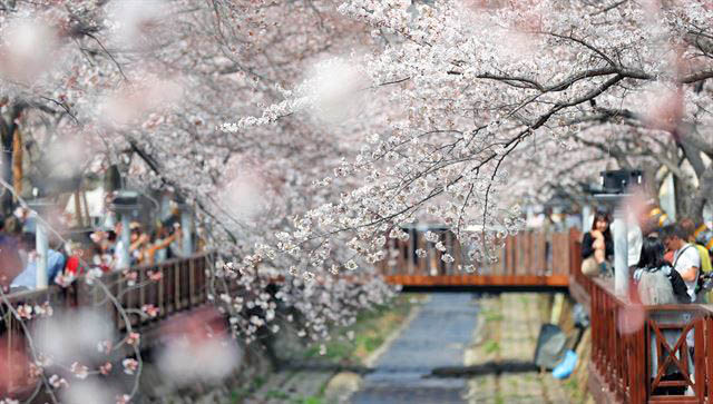 Jinhae Cherry Blossom