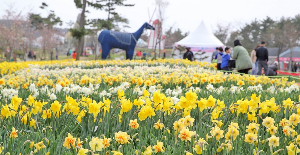 1st Taean Daffodil Festival 2018