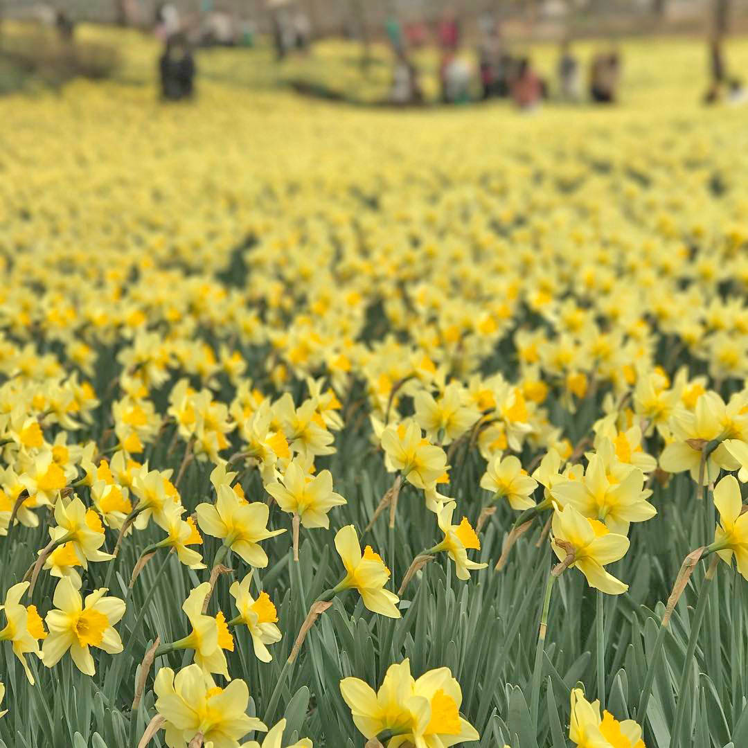 1st Taean Daffodil Festival 2018