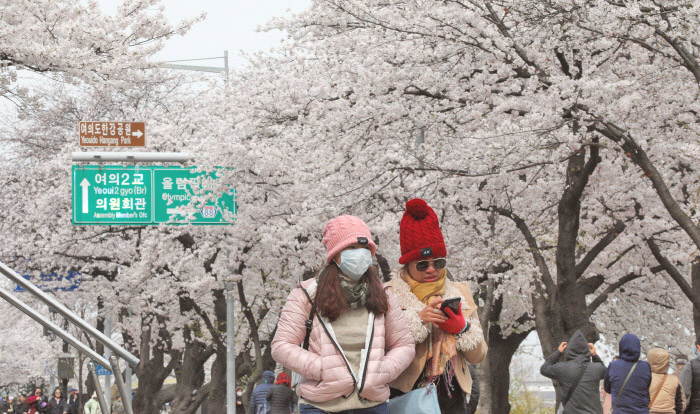 Cold Cherry Blossom festival day