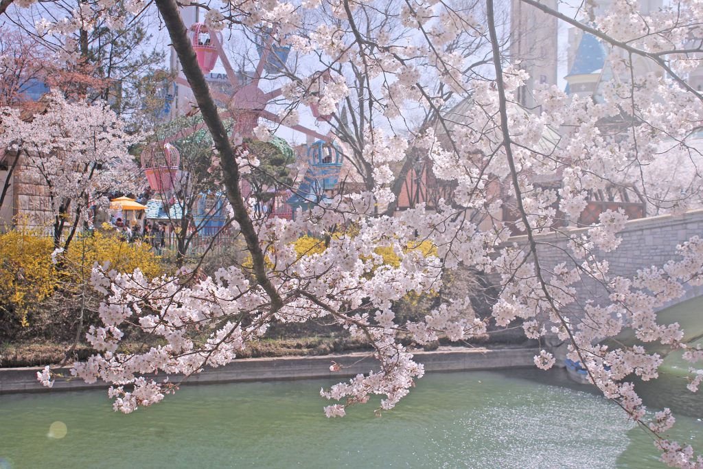 Seokchonhosu lake cherry blossom festival