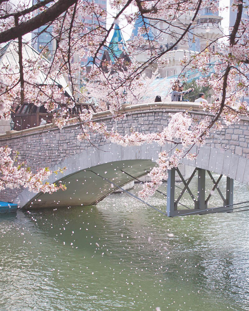 Seokchonhosu lake cherry blossom festival