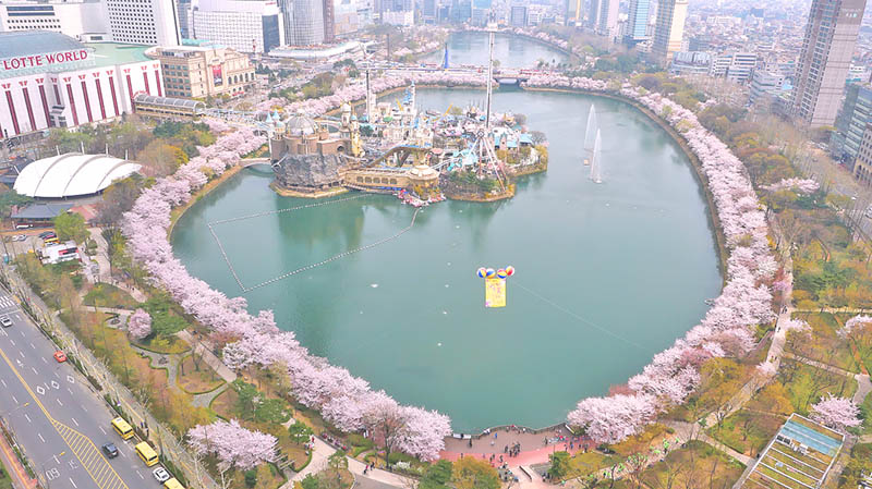 Seokchonhosu lake cherry blossom festival