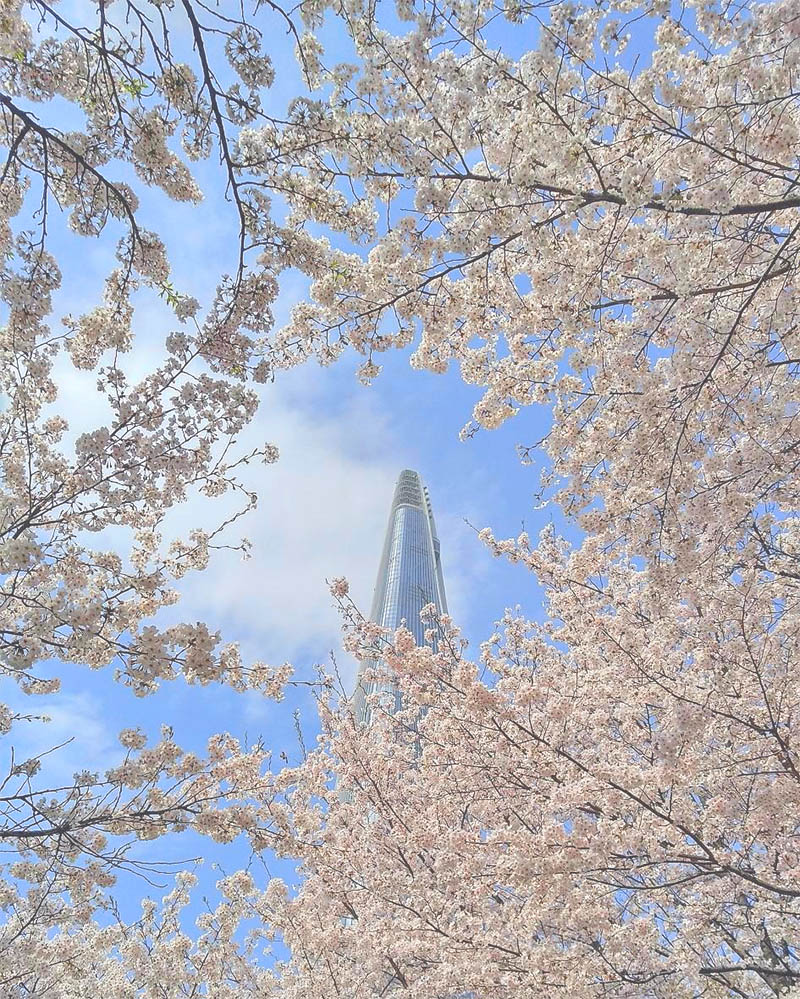 Seokchonhosu lake cherry blossom festival