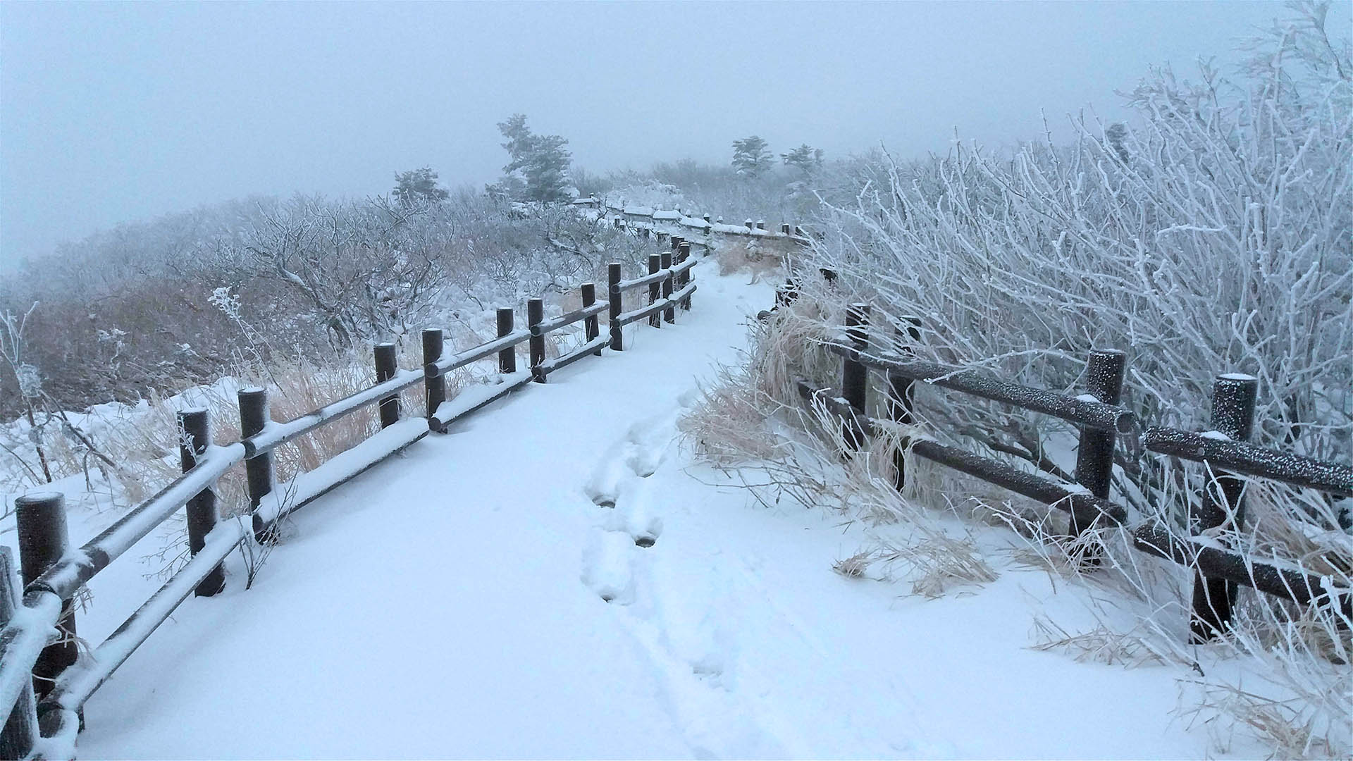 [Video] It's Snowing in Korea!