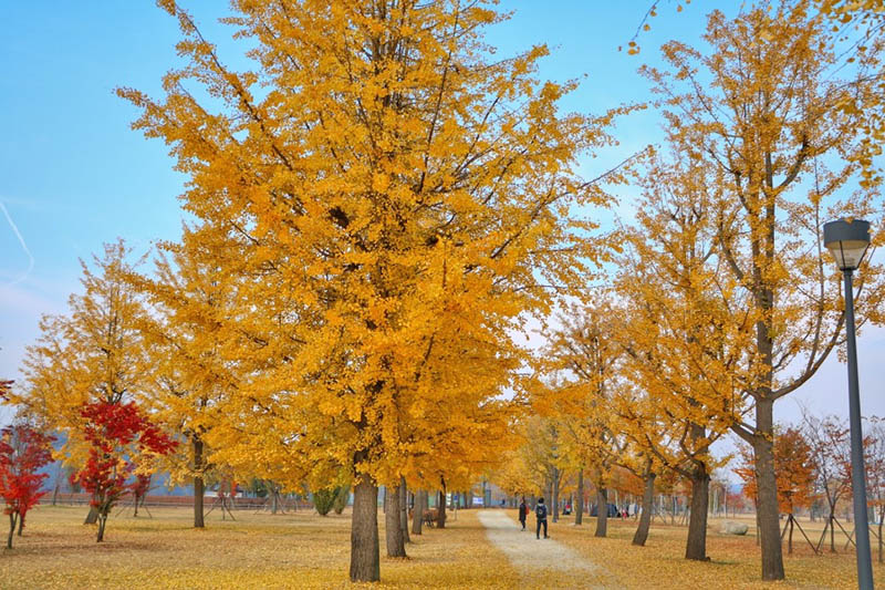 Gangcheon Island Ginkgo Tree Road - Korea Autumn destination