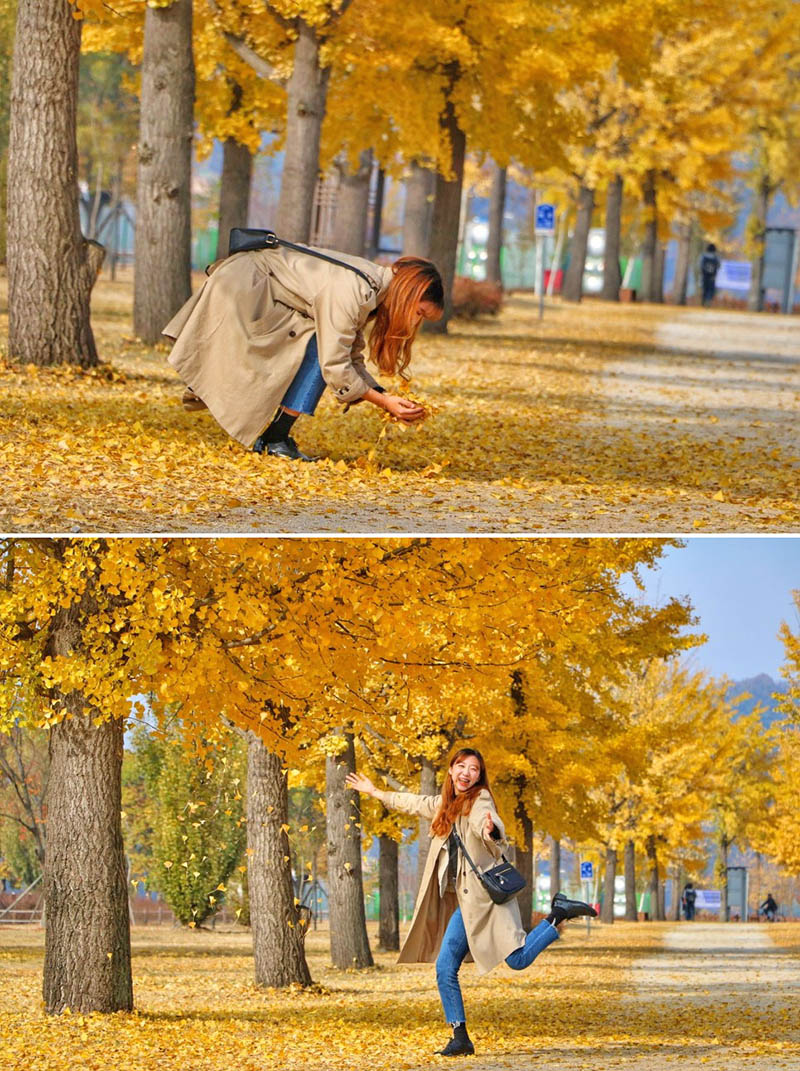 Gangcheon Island Ginkgo Tree Road - Korea Autumn destination