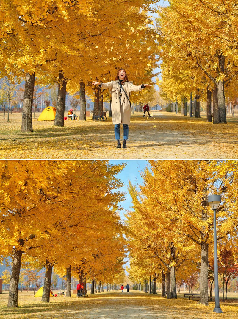 Gangcheon Island Ginkgo Tree Road - Korea Autumn destination