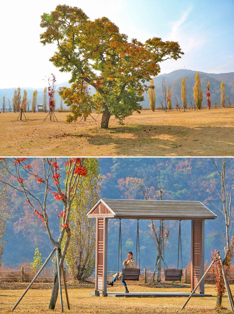 Gangcheon Island Ginkgo Tree Road - Korea Autumn destination