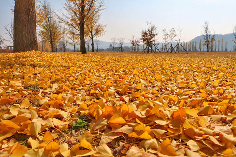 Gangcheon Island Ginkgo Tree Road - Korea Autumn destination