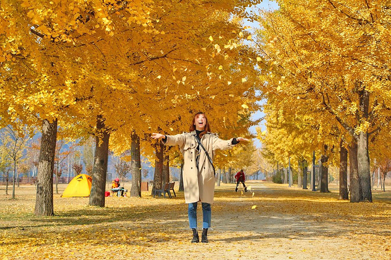 Gangcheon Island Ginkgo Tree Road - Korea Autumn destination