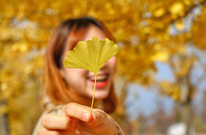 Hongcheon Ginkgo Forest - Autumn destination that can only be visited in October