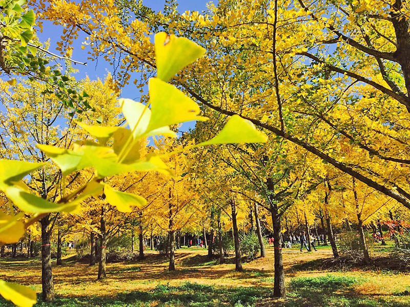 Hongcheon Ginkgo Forest - Autumn destination that can only be visited in October