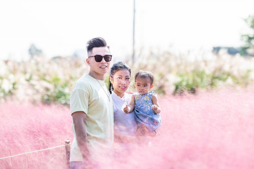 Pink Muhly is the star of autumn gardens in Korea