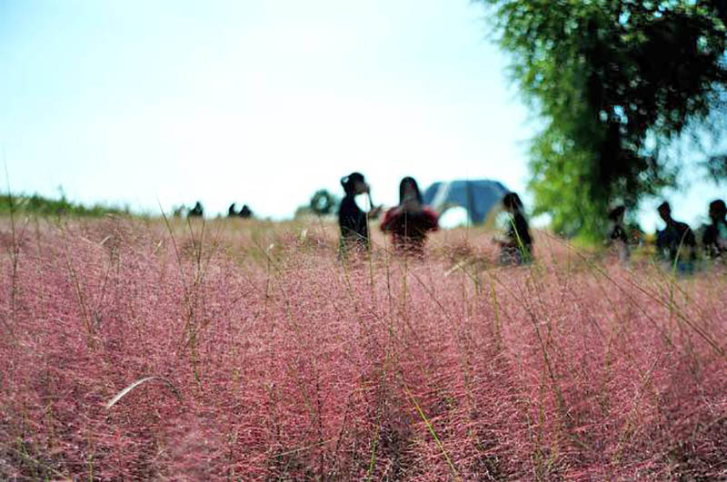 Seoul Pink Muhly - Seoul Silver Grass Festival 2018