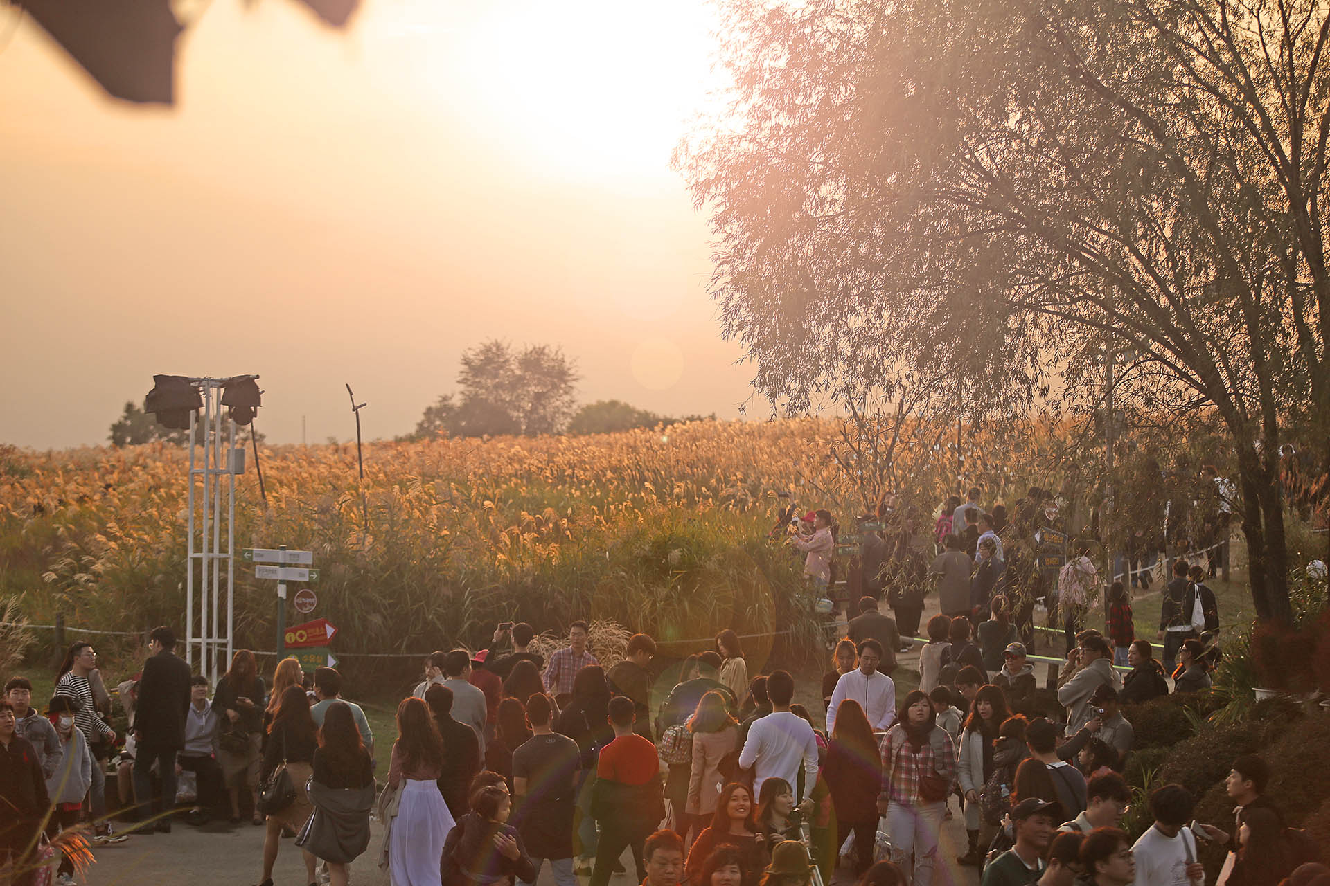 Seoul Pink Muhly - Seoul Silver Grass Festival 2018