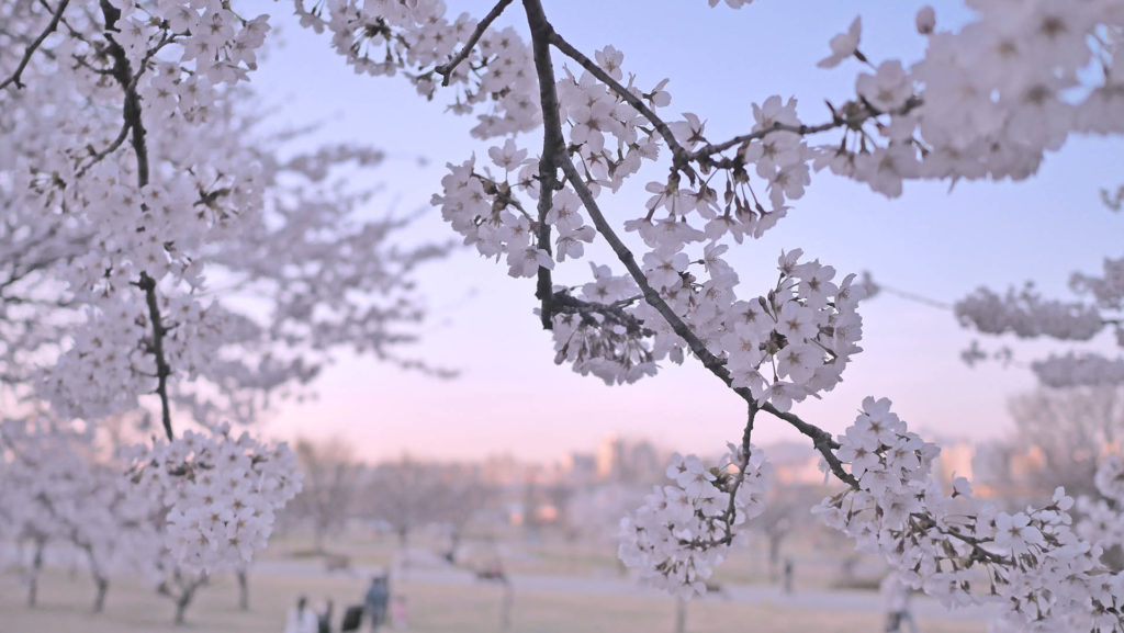 2021 Best Cherry Blossom Spots in Korea