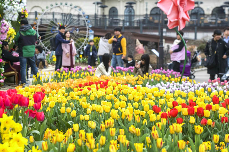 Everland will hold the 'Tulip Festival' for 44 days from March 16