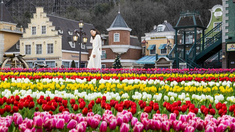 Everland will hold the 'Tulip Festival' for 44 days from March 16