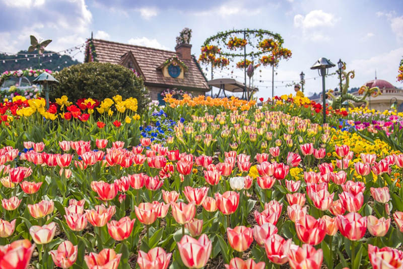 Everland will hold the 'Tulip Festival' for 44 days from March 16