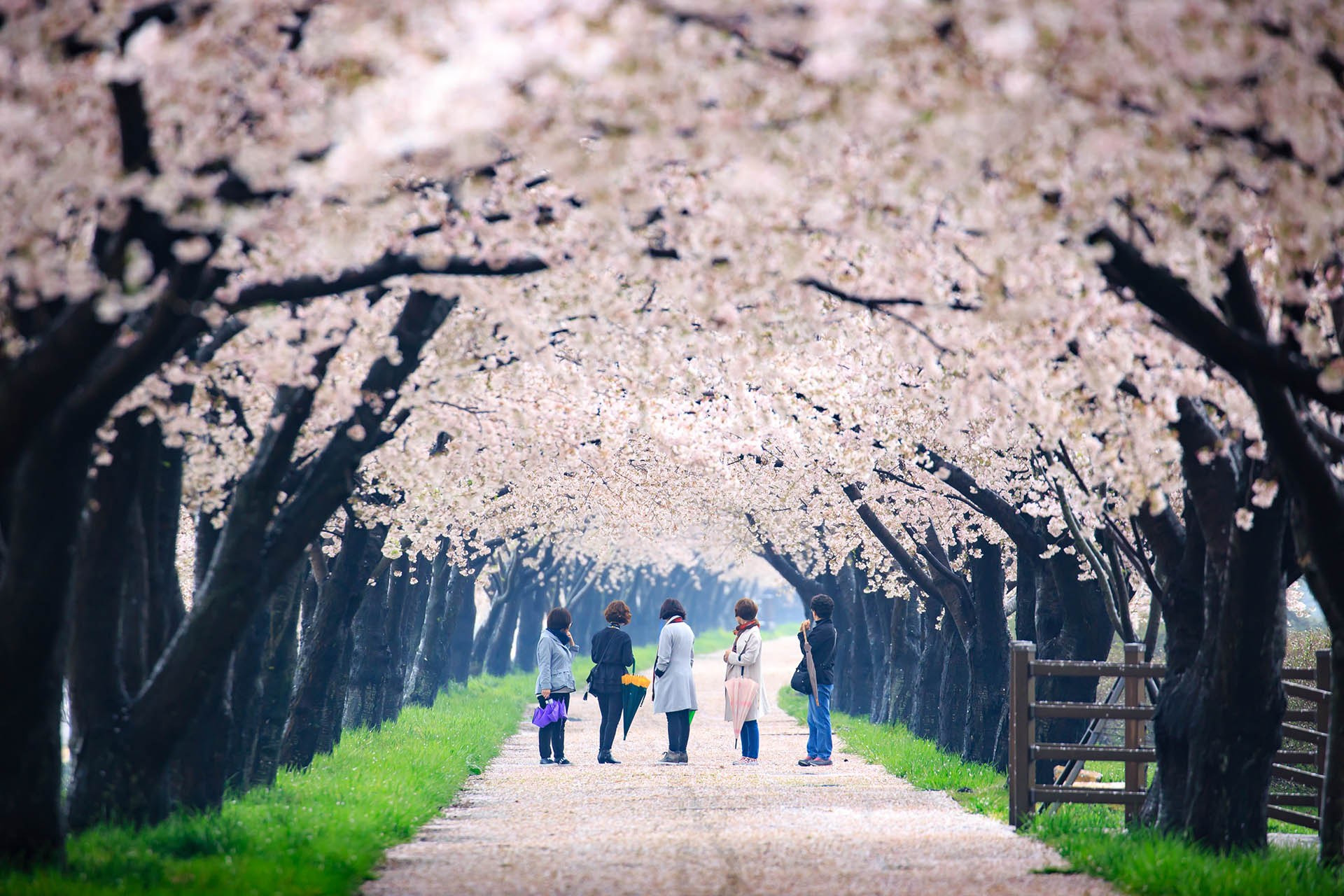 CHERRY BLOSSOM : Trees of Magic, Mystery and Mythology!