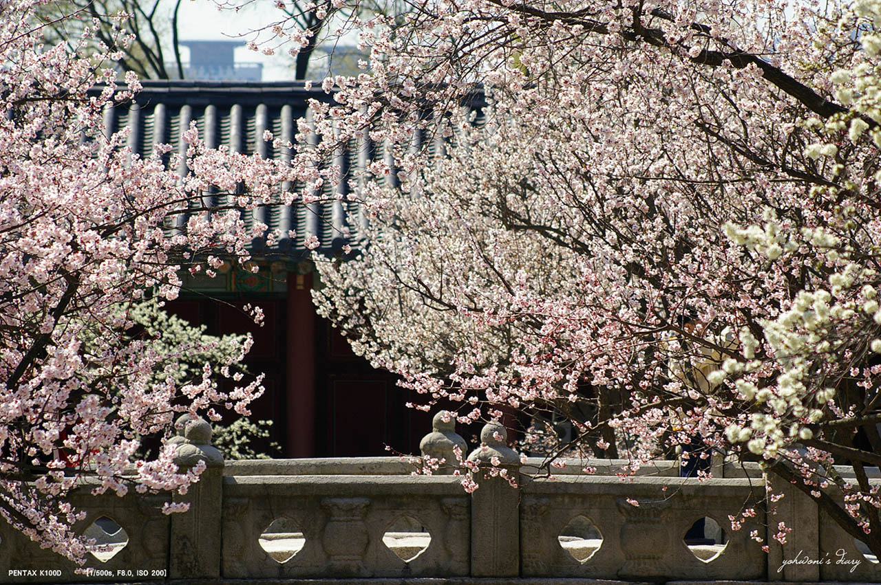 Korea Cultural Heritage Administration recommend 6 tourist spots of the palace and royal tomb spring flower attractions