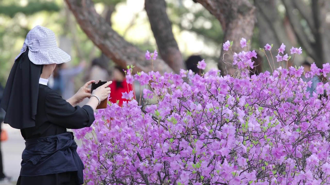 Korea Cultural Heritage Administration recommend 6 tourist spots of the palace and royal tomb spring flower attractions