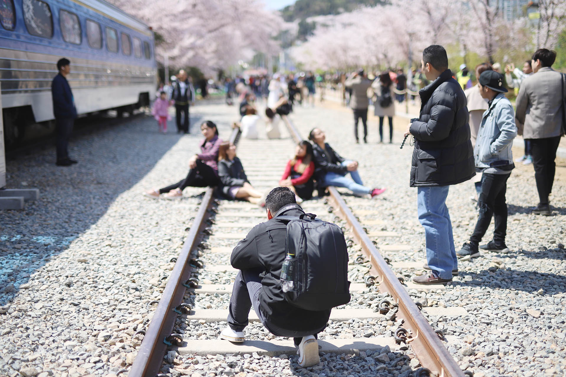 Jinhae Gunhangje Festival kicked off, Cherry blossoms are full swing