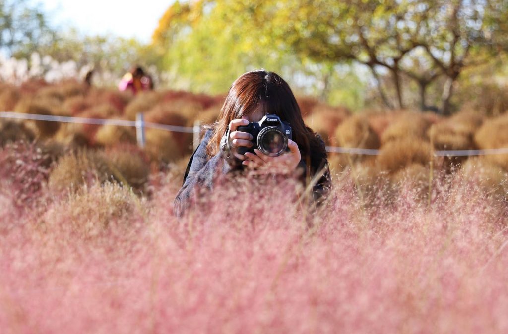 Current View of Pink Muhly in Seoul Sky Park