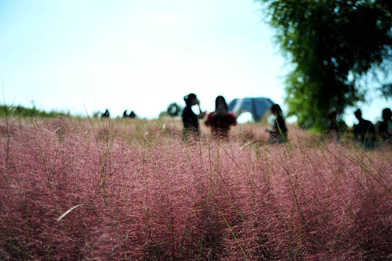 Current View of Pink Muhly in Seoul Sky Park