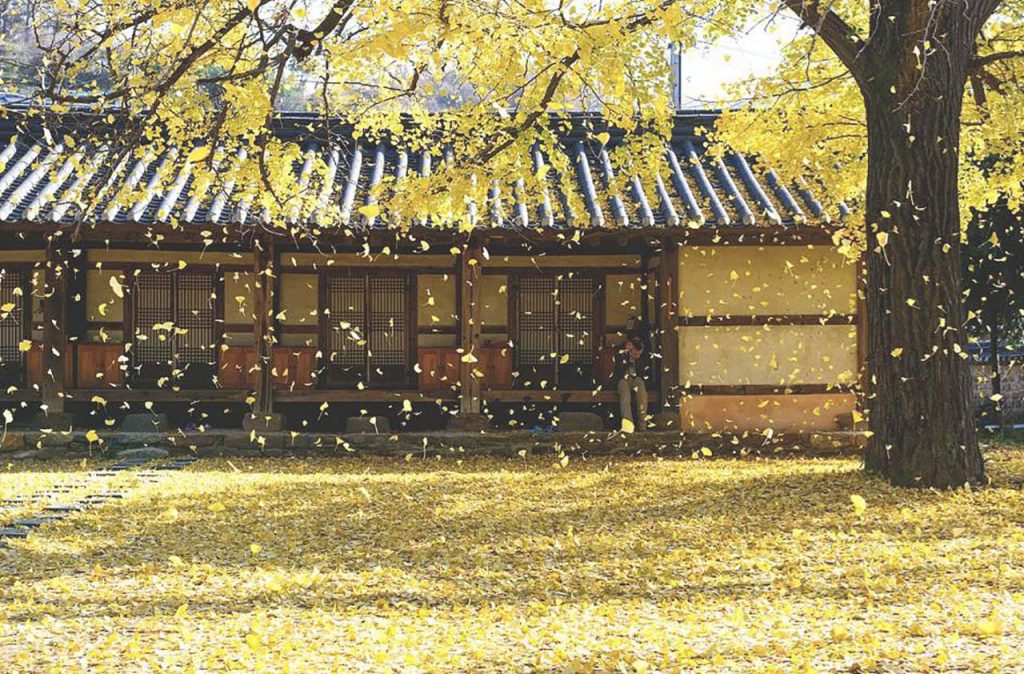 #1 travel destination to enjoy autumn foliage - 'Hyanggyo' of Jeonju Hanok Village