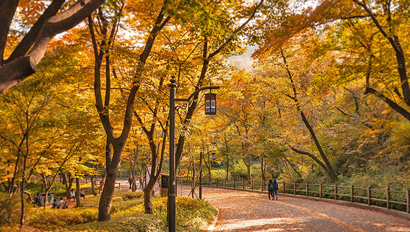 The Best Hidden Place for Autumn Photo-shoot In Seoul!