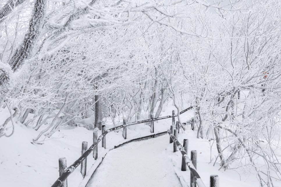 Best Winter Snow Trip locations in Korea