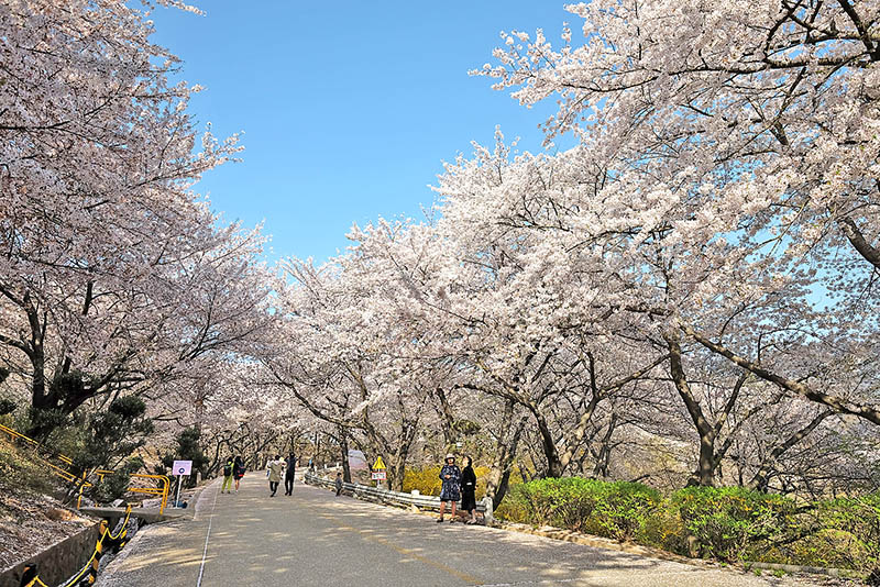 Incheon Cherry Blossom One Day Tour HaB