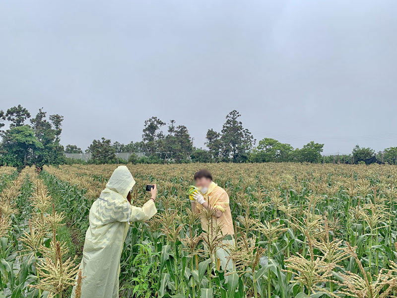 farm experience jeju island