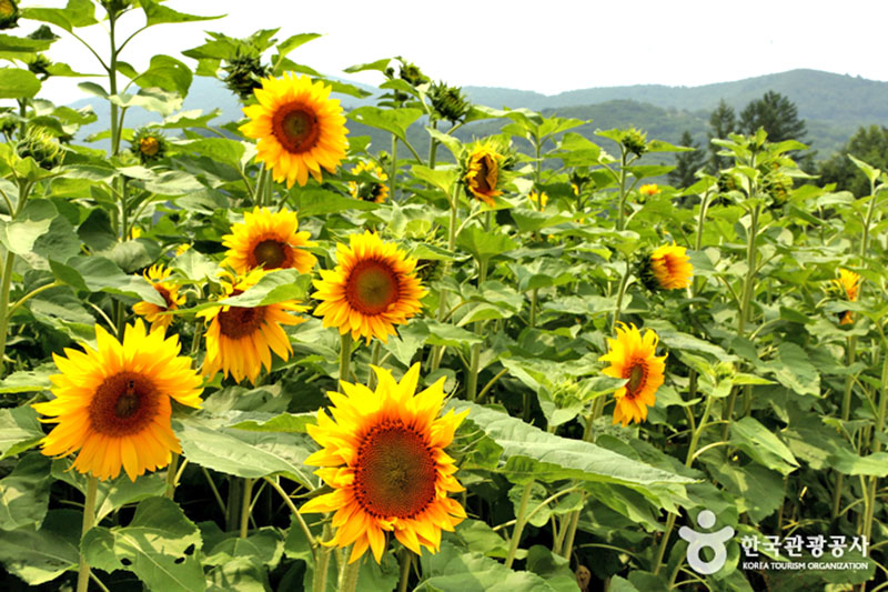 taebaek sunflower